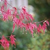 Spring Thaw