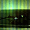 Green Night