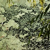 The Pond