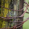Fence I