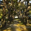 Sunlight in the Trees