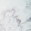 The Seven Fruits of Israel/Palestine: Grape (detail)