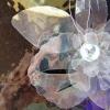 Clearly A Flower {Orchid 2}