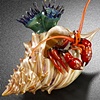 Hermit Crabs 