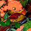 A Garden