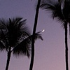 PALMS