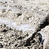 MUD HONEY