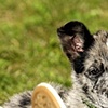 LUCY