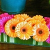 Gerber Daisy Lucite Trough