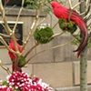 Boston Athenaum