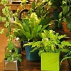 Greenhouse