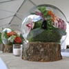 Globe Terrarium Seated on a Wood Stump 