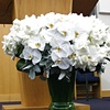 Bima Arrangement 