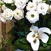 Lisianthus and Calla Lilies