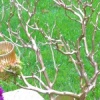 Manzanita