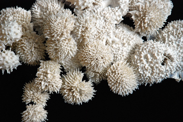 Thistle 