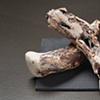 Remains V