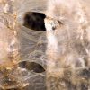 Tubes II (detail)