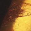 my life in the Bush of Ghosts- video sample from residency with Gary Vlasic