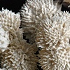 Thistle 
