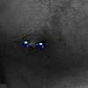 Male Nipple Piercings (Horizontal)