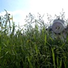 Hydrant in Brush