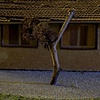 Lost Treetop, 1984
