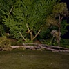 James and Janice's Backyard Pond, Shelbyville, TN 2006