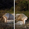 White Couch, Rosena Ranch