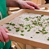 Worm House tray