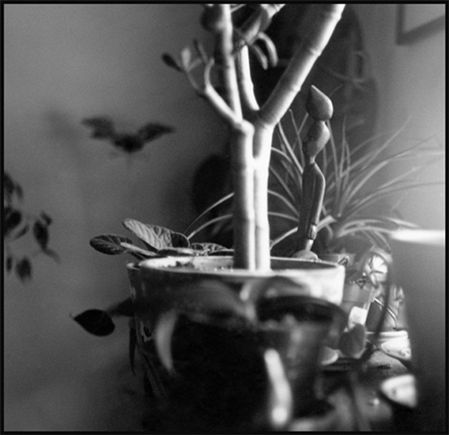auburn shadows on my wall 