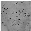 Flock 1