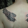 WINGS