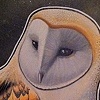 European Barn Owl