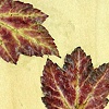 Half-Open Being