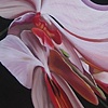 Orchid 1