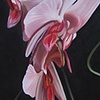 Orchid 2