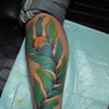 peacock feather