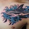 Shark 1