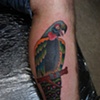 parrot