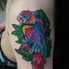 Parrot