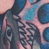 Shark in the Water