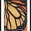 16. Monarch Wing