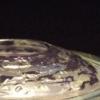 untitled bowl