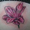Pink Lilly
