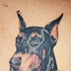 Ron Meyers - Doberman