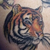 Ron Meyers - Color Tiger Head