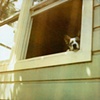 charlie out the window