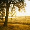 bountiful, plentiful