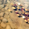 pond with blooming water lilies 